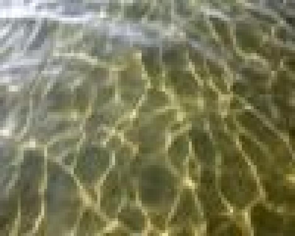1368433_water_surface_with_reflections.jpg