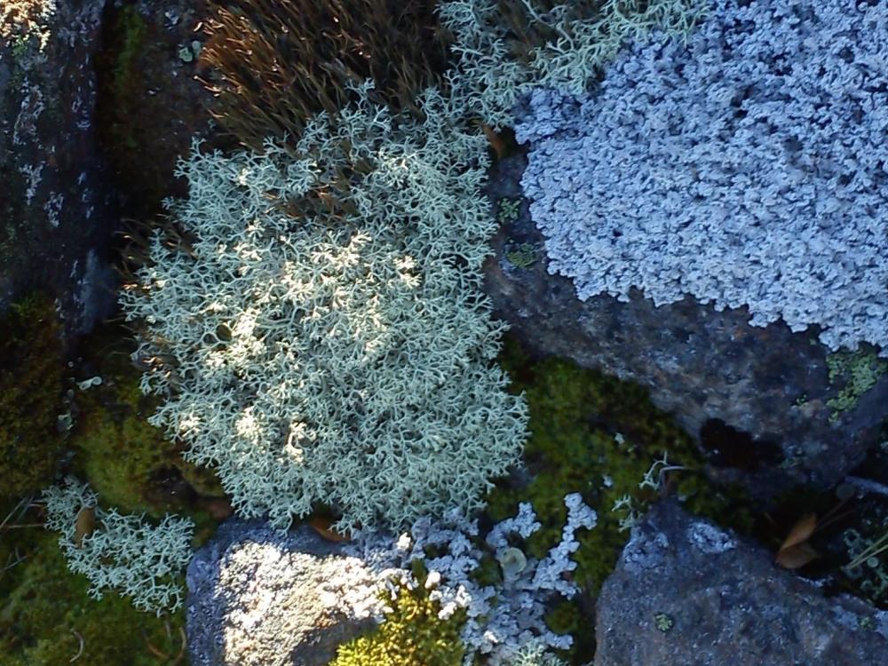 Moss- och lavaklädda stenar på klapperstensfältet