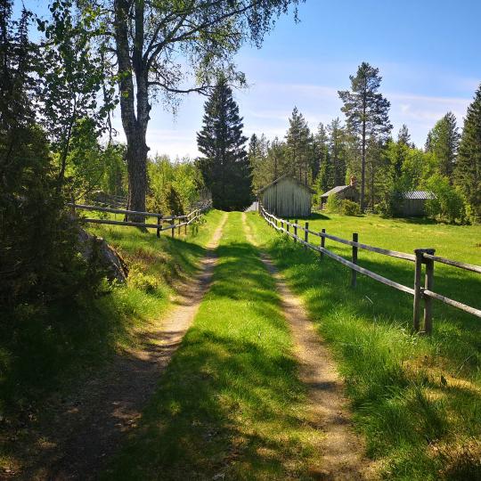 Skogsväg vid hage på Delsbosvängen-Råbergsvallen