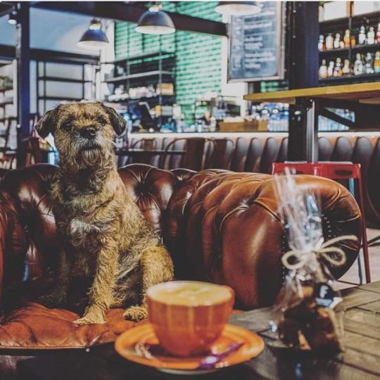 Hund sitter i fotölj på ett café, Fabriken Mat & Nöje