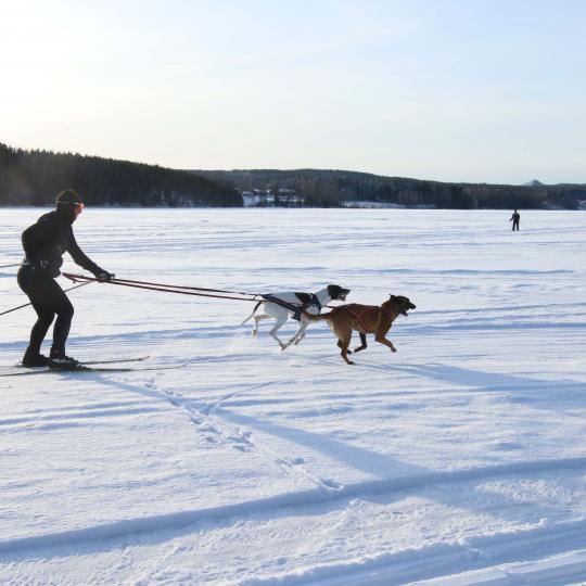 Tolkar på skidor bakom hundar